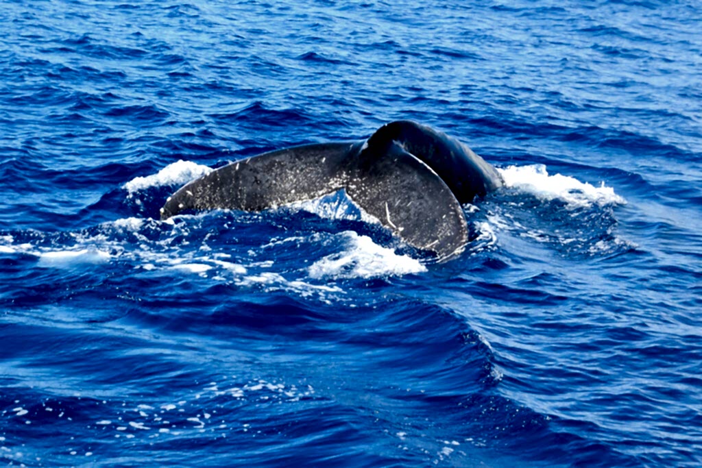 a whale fluke in the waters off of maui