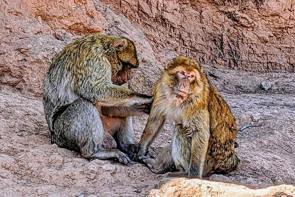 a barbary monkey cleaning another monkey on the side of a mountain in morocco 
