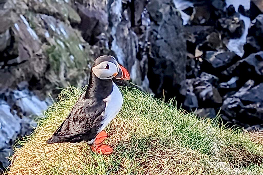 a single puffin standing on a grassy cliff in iceland