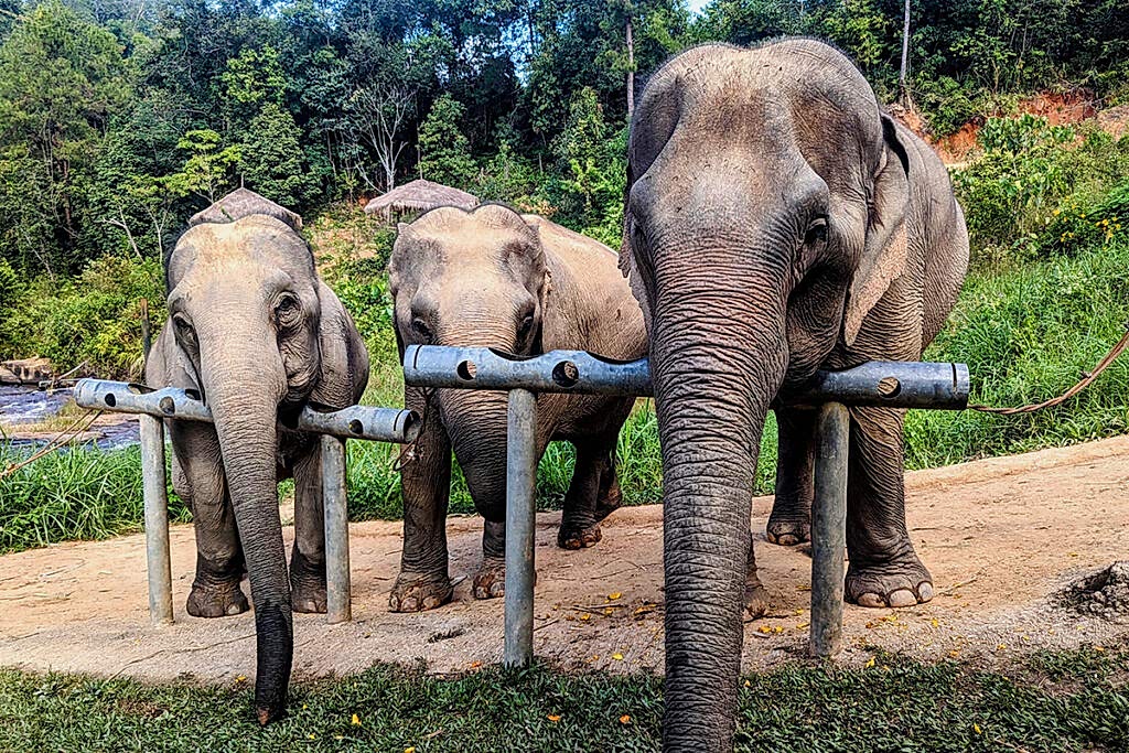 three large elephants standing in front of a feeding area waiting for treats during a vegan tour to thailand 