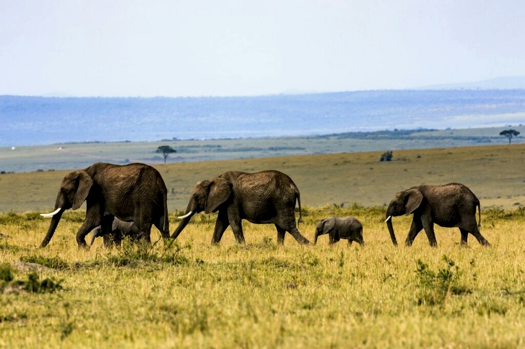 a pack of elephants with one baby elephant traversing the grassy african savannah