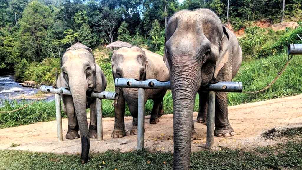 three gray elephants standing at a snack feeder in thailand