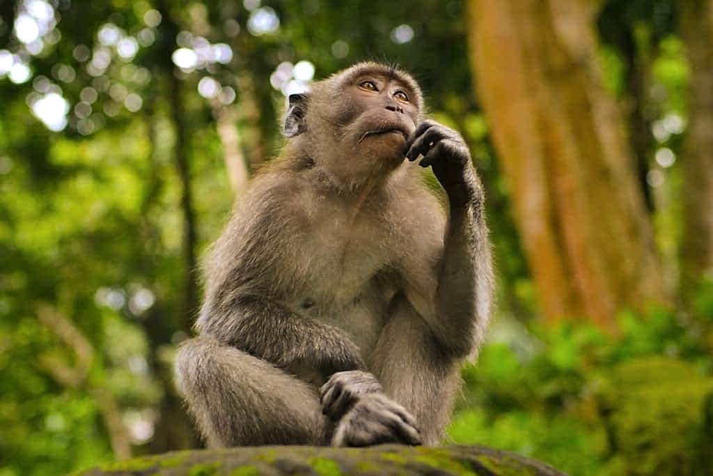 a single monkey sitting by itself putting food into its mouth in the jungle