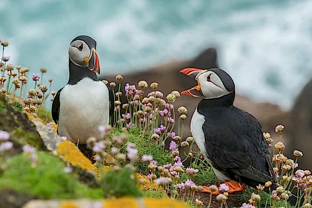 two puffins standing amongst wild flowers on the coast of ireland