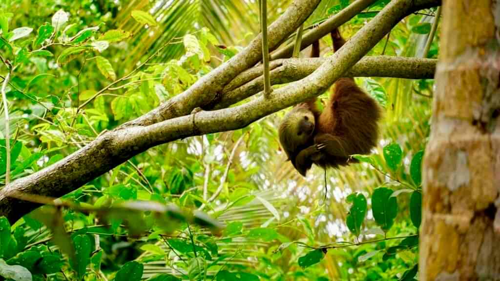 a single light tan and gray sloth hanging from a branch in costa rica
