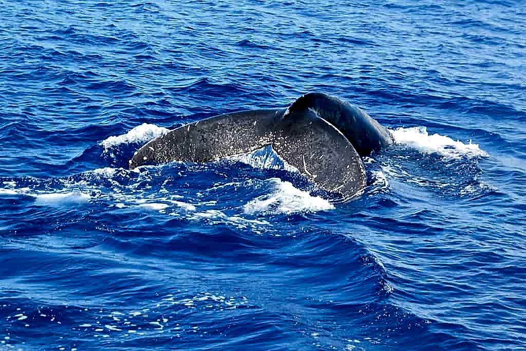 a gray whale tail going back into the waters in hawaii