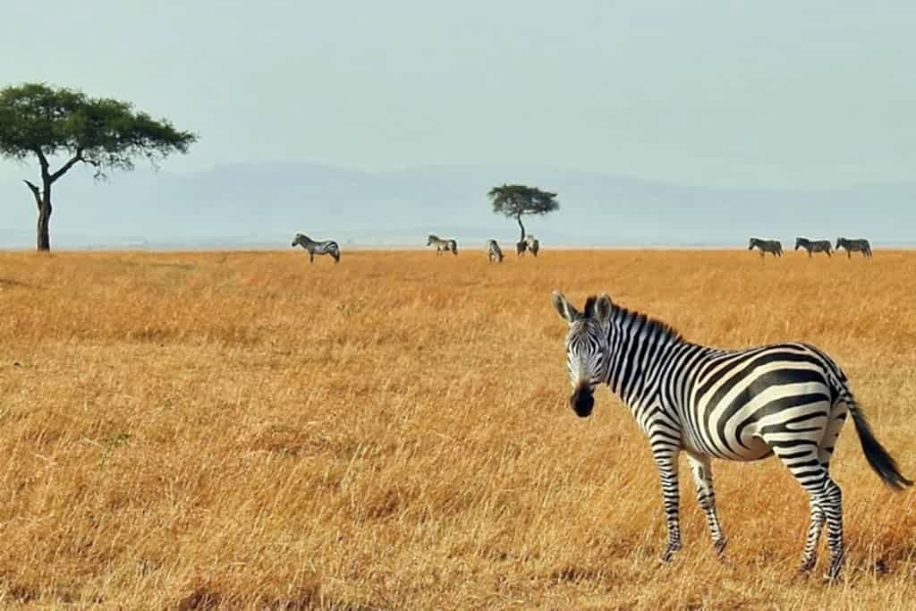 a single zebra away from the pack in the golden grass of the savannah in africa