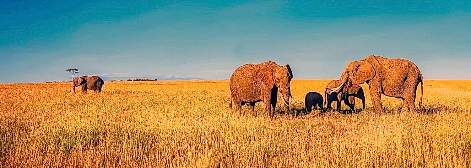a herd of african elephants standing in the tall grasses in the savannah