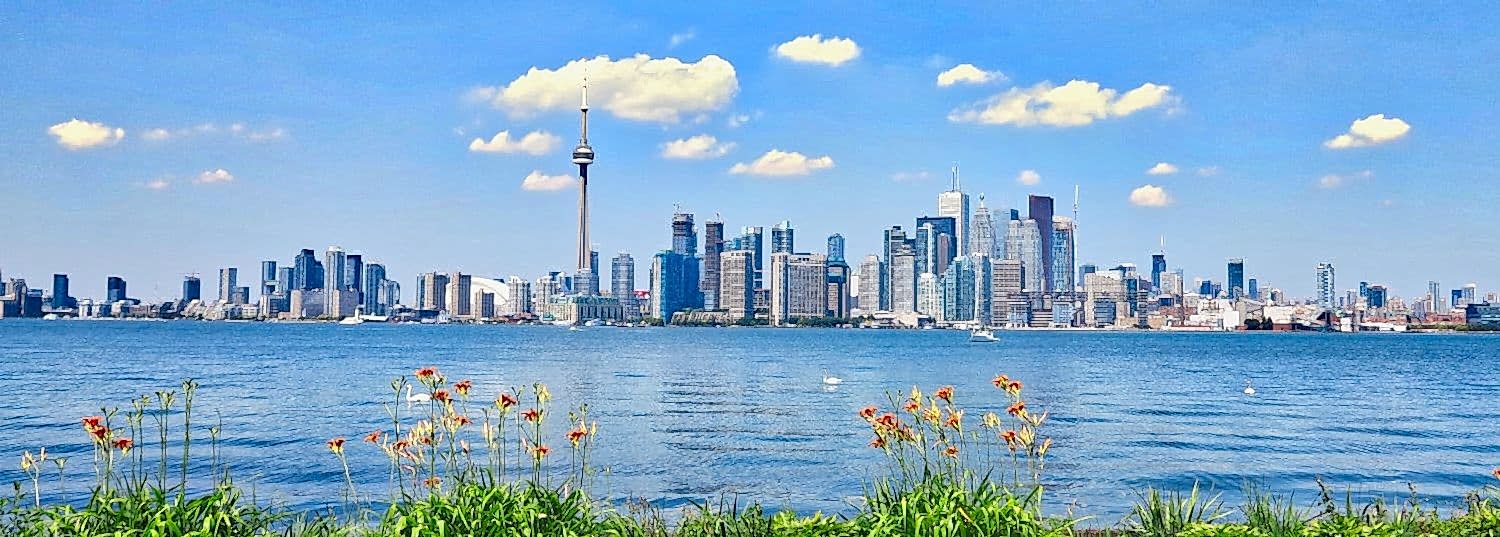 toronto skyline from across the water with pretty flowers in the foreground