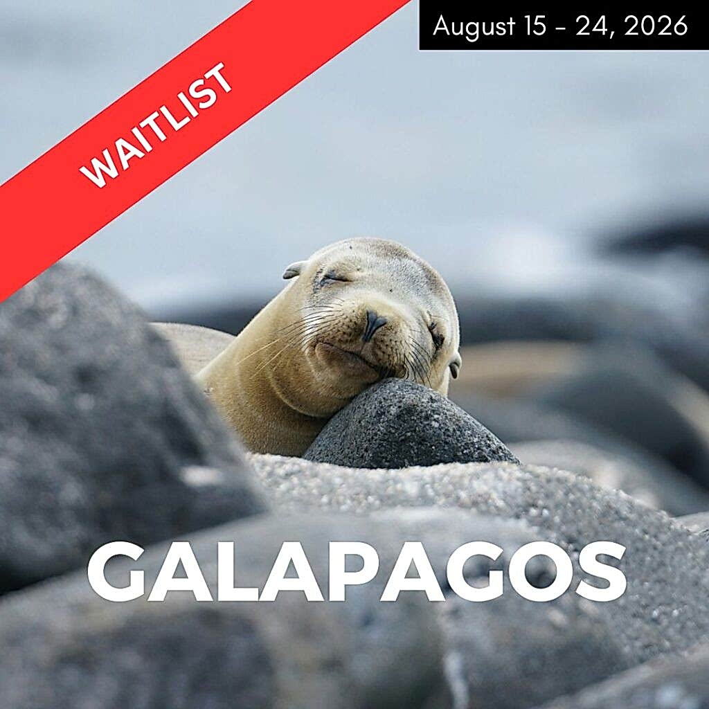 sleeping seal on rocks in the galapagos used to promote a vegan tour that is sold out for 2026