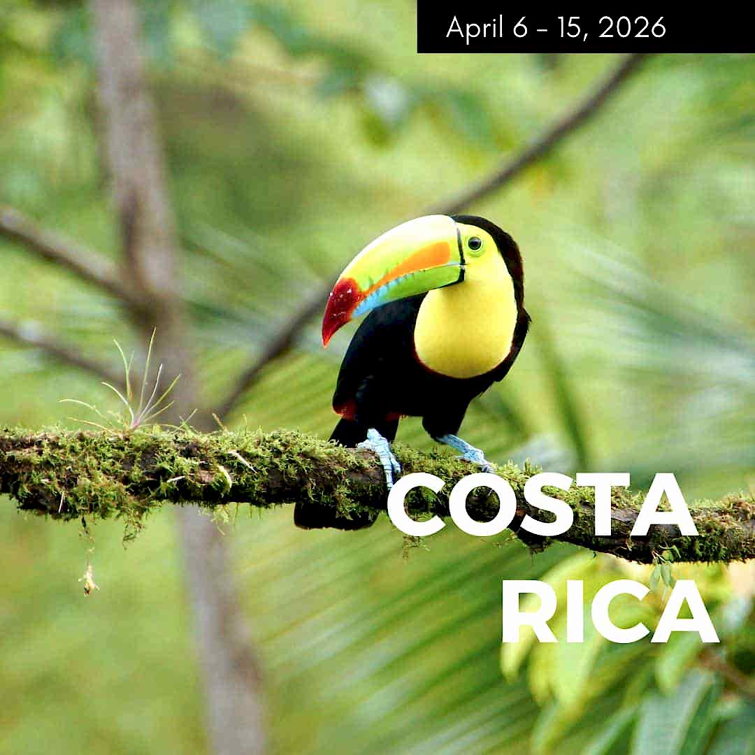 photo of a single colorful toucan on a branch in the jungle in costa rica
